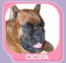 Cicuta