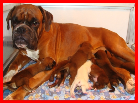 cuccioli boxer casa Bigi