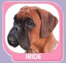 Iride